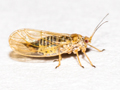 Arytainilla spartiophila